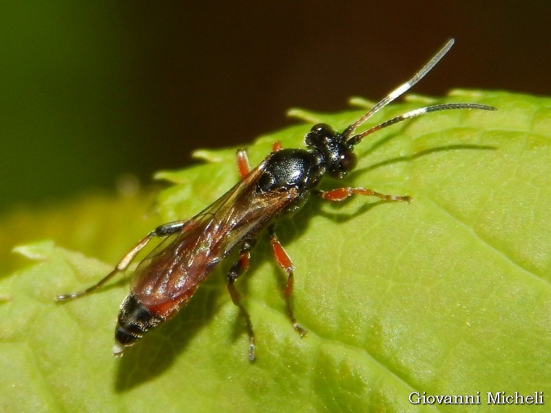 Ichneumonidae da id.